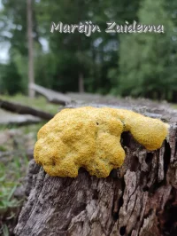 Kalkkussen [Physaraceae]